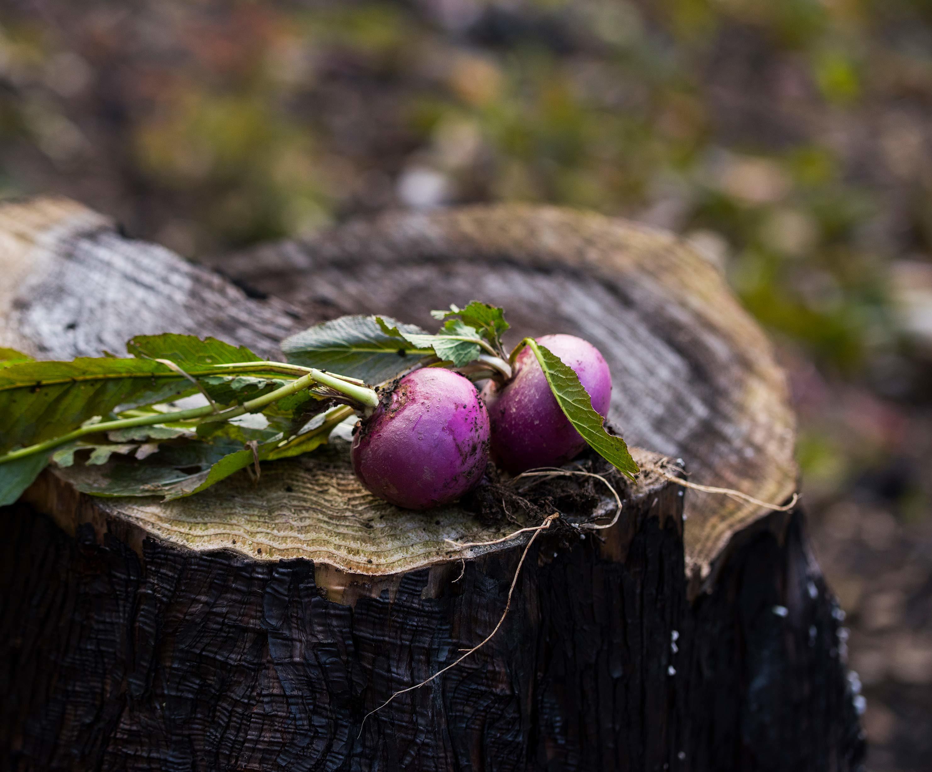 山形の在来作物「温海カブ」を知る。穫る。食べる。
