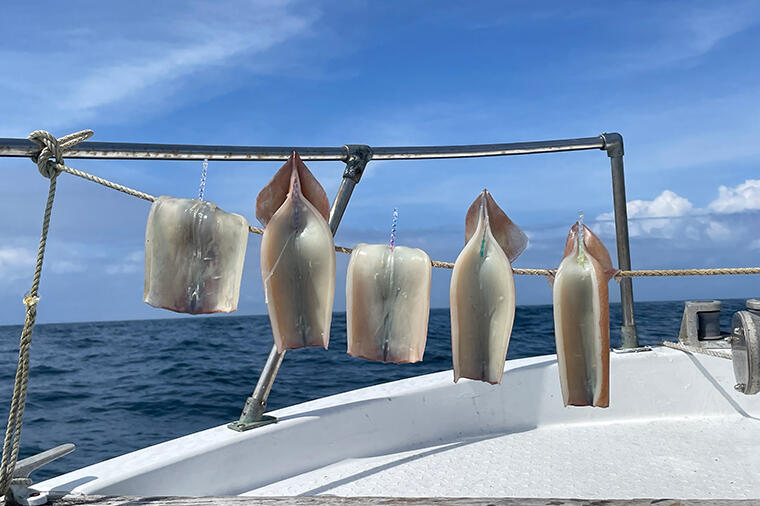 【番外編】疾走する船の風と太陽で釣ったスルメイカを乾かす「船上干し」は、釣り師ならではの