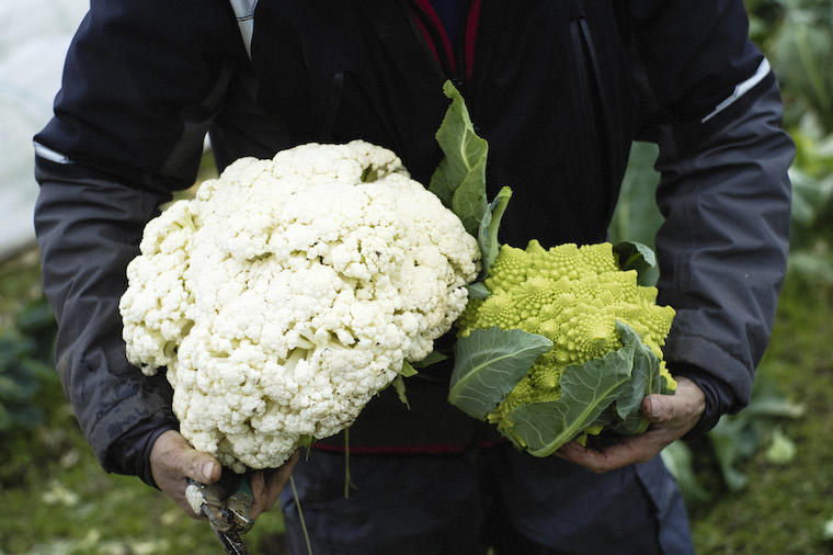 「オステリア ジョイア」と朝採れ野菜。