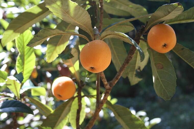 「ほづみ・びわランド」の房州びわ｜千葉の生産者を応援します②