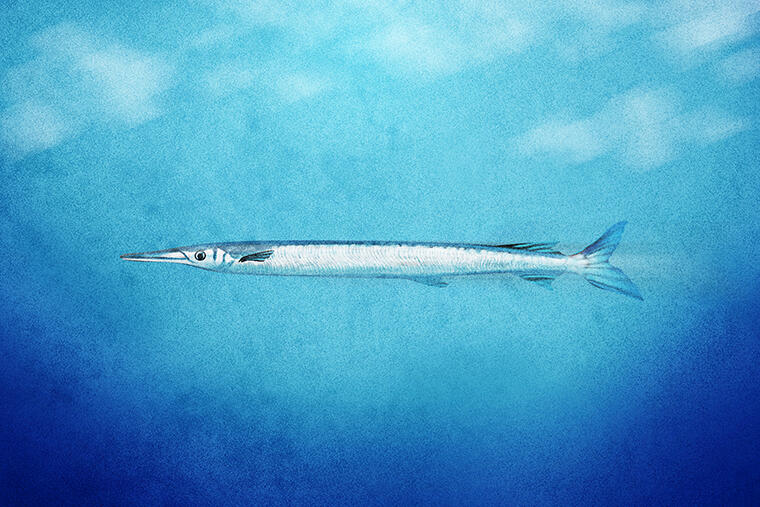 危険なほど鋭利なあごを持つ怪魚とは？｜怪魚の食卓97