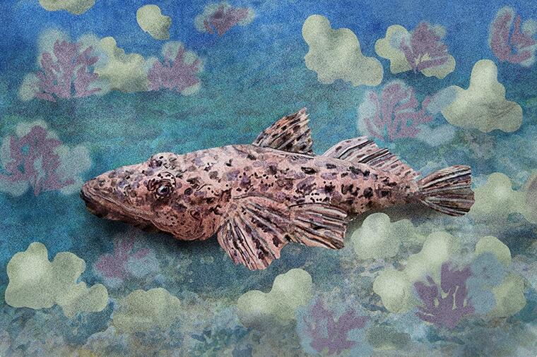 名前にワニがつく絶品の怪魚とは？｜怪魚の食卓98