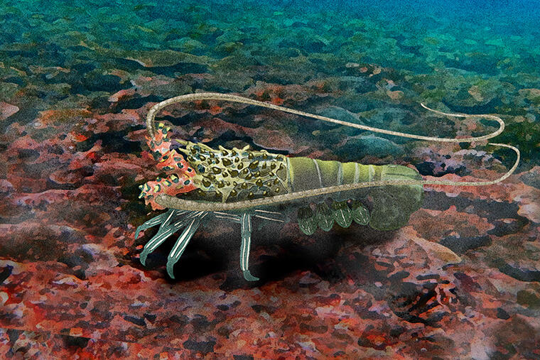 最も華やかなエビ｜怪魚の食卓99