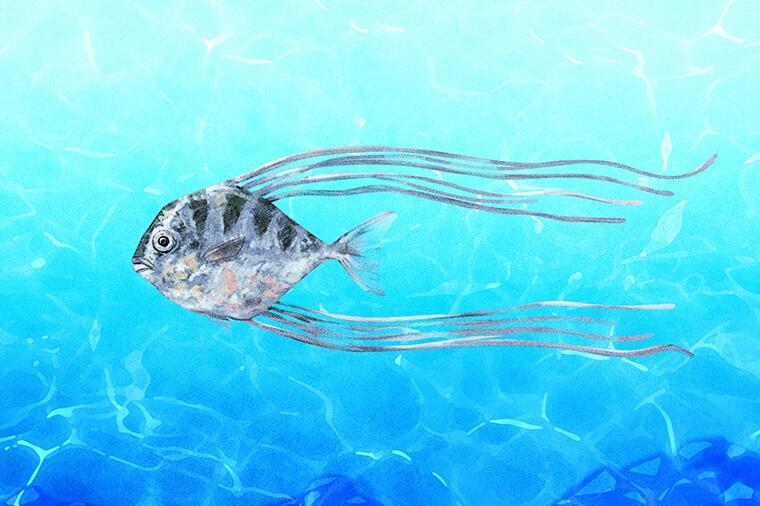 糸のようにヒレが伸びる｜怪魚の食卓100